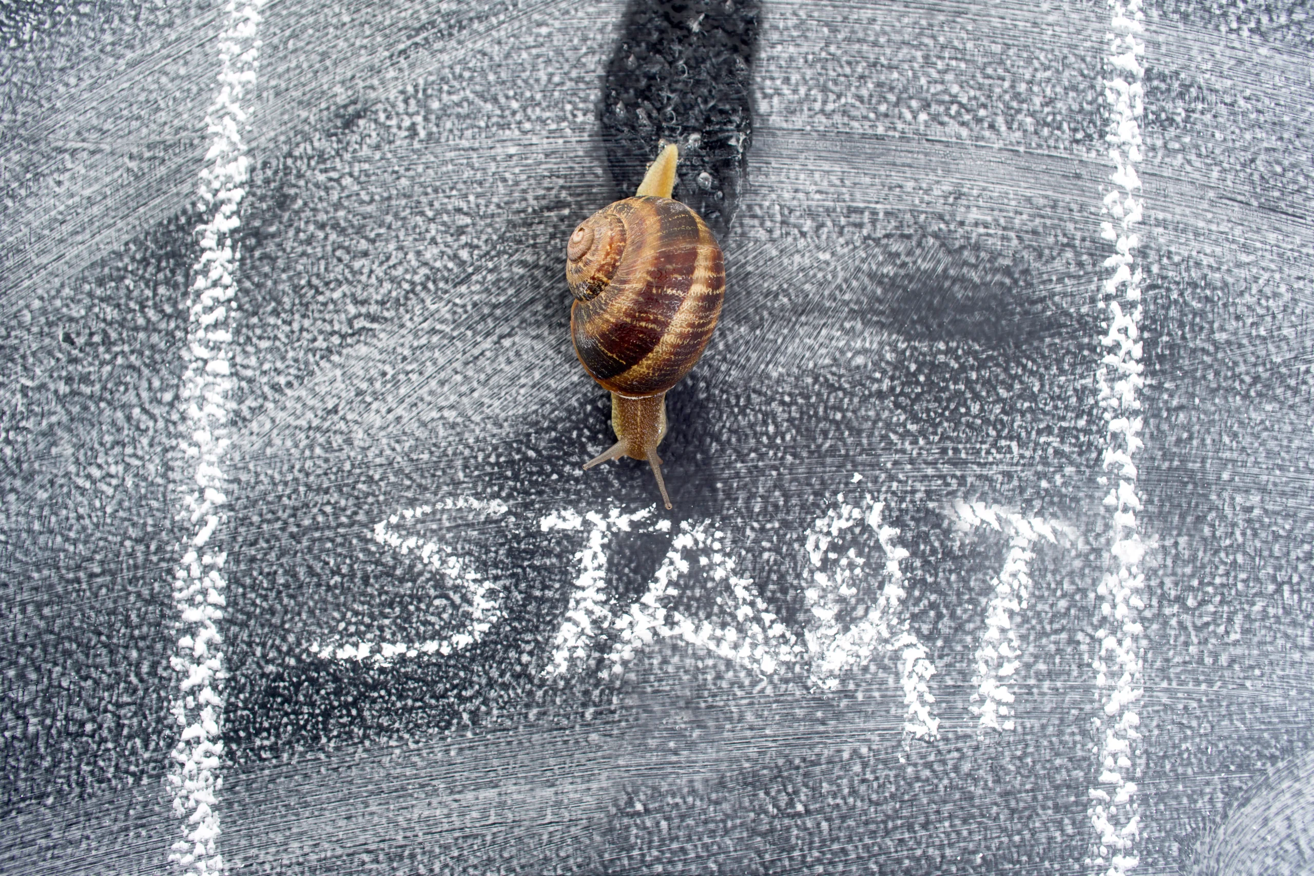 perfekt 1 Schnecke kommt auch ins Ziel